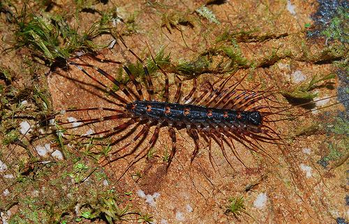Scutigeridae Longlegged centipede Scutigeridae a photo on Flickriver