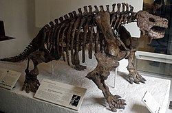 Scutosaurus Scutosaurus Wikipedia