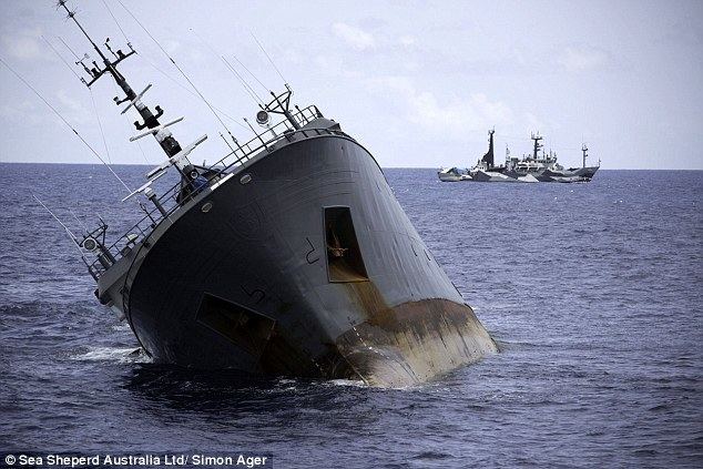 Scuttling Sea Shepherd accuses 39poacher ship39 captain of scuttling the vessel