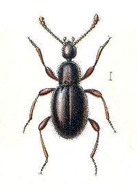 Scydmaenidae httpsuploadwikimediaorgwikipediacommonsthu