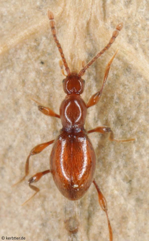 Scydmaenidae Photo overview Scydmaenidae antlike stone beetles of Germany
