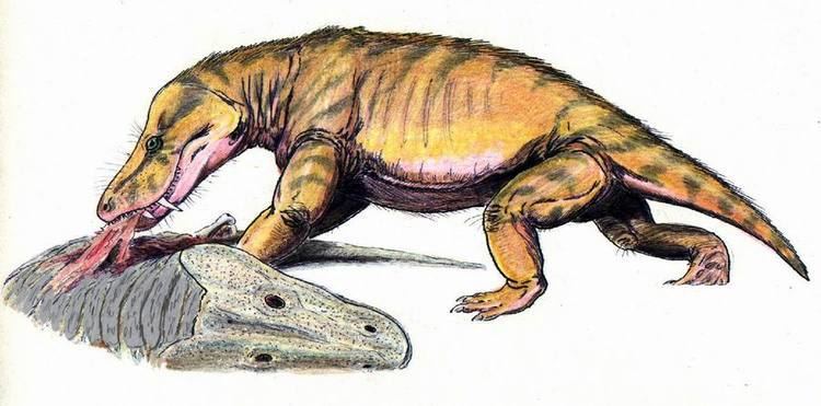 Scylacosuchus