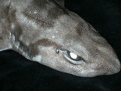Scyliorhinus meadi httpsuploadwikimediaorgwikipediacommonsthu