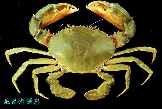 Scylla paramamosain Scylla paramamosain Mud crab