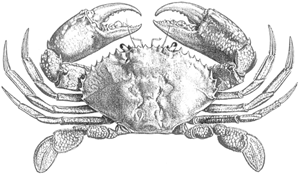 Scylla serrata FAO Fisheries amp Aquaculture Cultured Aquatic Species Information