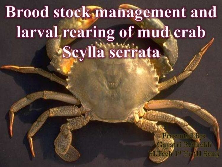 Scylla serrata Brood stock management and larval rearing of mud crab scylla serrata