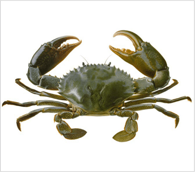 Scylla serrata Mud Crab Scylla serrata Wildfish Export Ltd