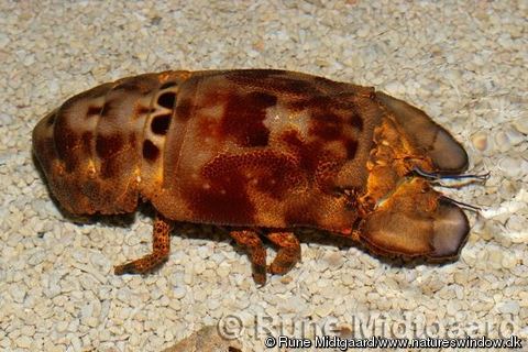 Scyllarides Scyllarides squammosus Blunt Slipper Lobster