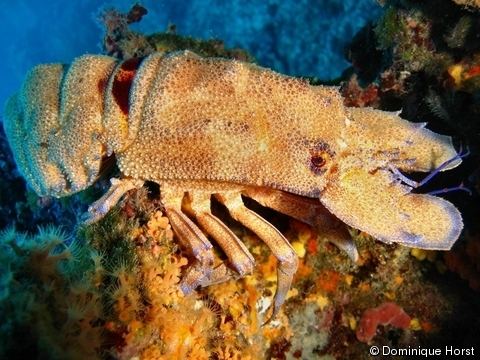 Scyllarides latus Scyllarides latus Mediterranean Slipper Lobster