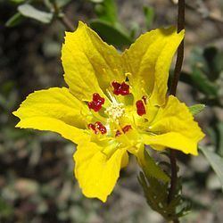 Scyphanthus httpsuploadwikimediaorgwikipediacommonsthu