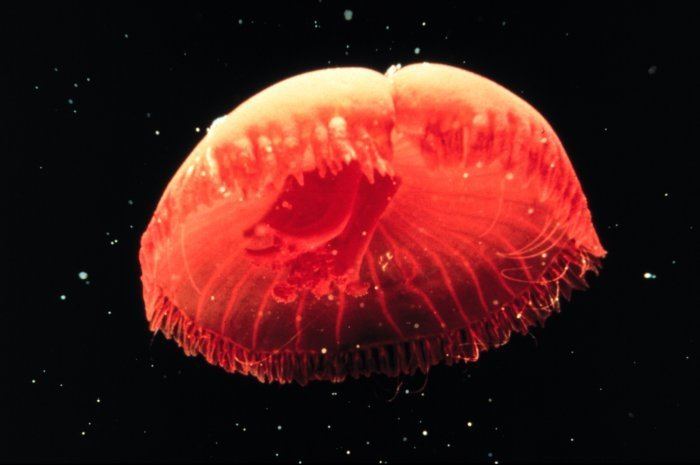 Scyphozoa scyphozoa jellyfish page