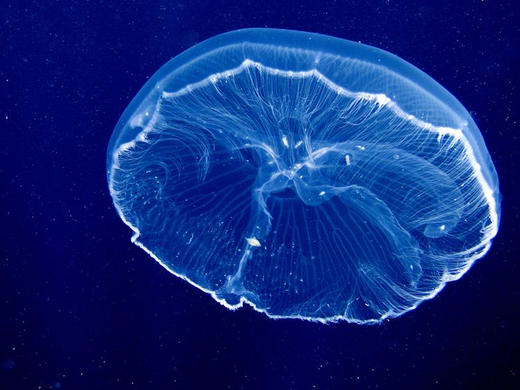 Scyphozoa Photos of Sea Jellies Jellyfish Class Scyphozoa