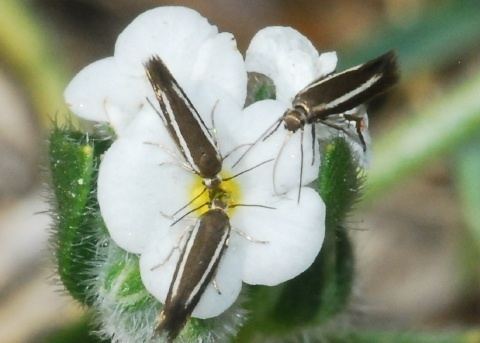 Scythrididae Flower Moth Scythrididae