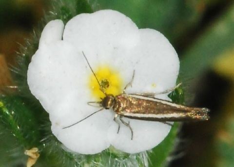 Scythrididae Flower Moth Scythrididae