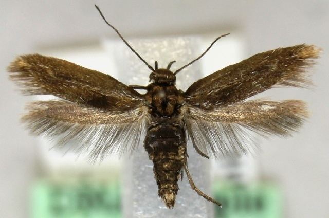 Scythris cicadella