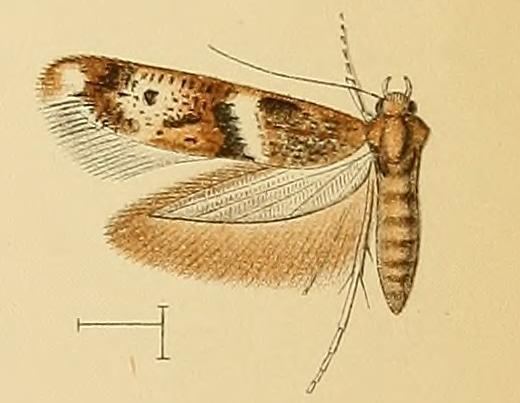 Scythris fasciatella