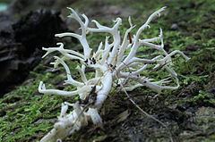 Scytinopogon httpsuploadwikimediaorgwikipediacommonsthu