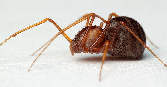 Scytodes Scytodes Scytodes fusca BugGuideNet