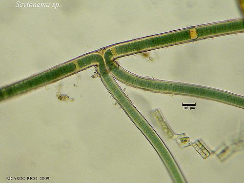 Scytonema Scytonema Cyanobacteria Ricardo Rico Flickr