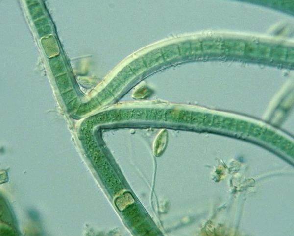 Scytonema Prokaryote Scytonema coactile