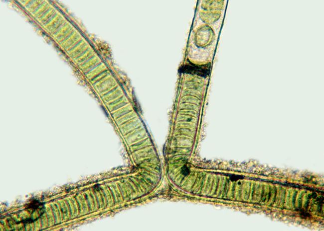 Scytonema Scytonema Filament contains heterocytes Landcare Research