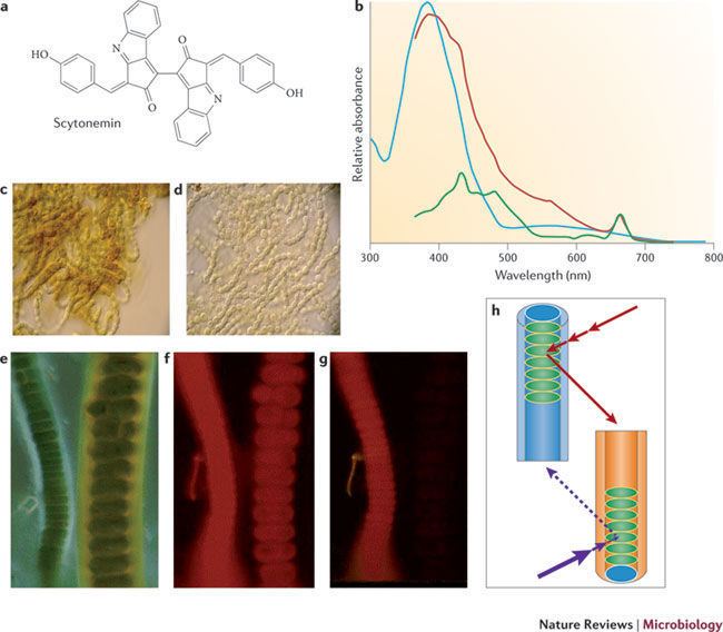 Scytonemin Figure 2 Microbial ultraviolet sunscreens Nature Reviews