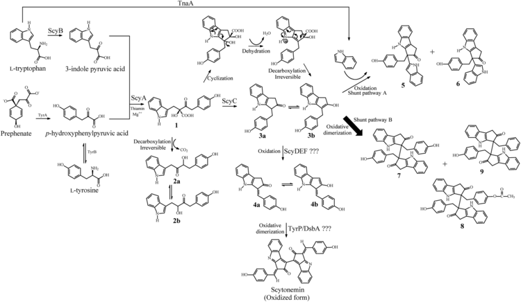 Scytonemin A sustainable route to produce the scytonemin precursor using