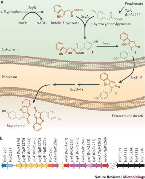 Scytonemin Microbial ultraviolet sunscreens Article Nature Reviews Microbiology