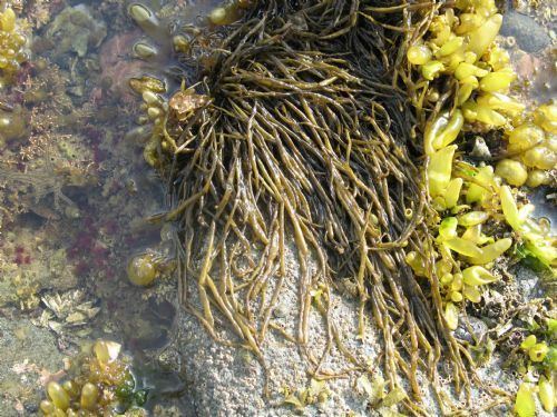 Scytosiphon lomentaria Seaweeds of Alaska