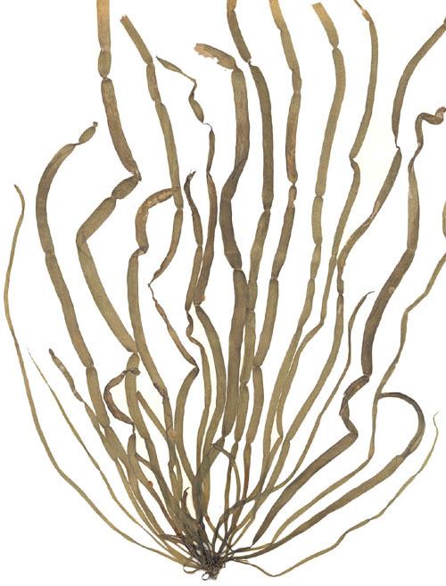 Scytosiphon lomentaria Seaweeds of Alaska