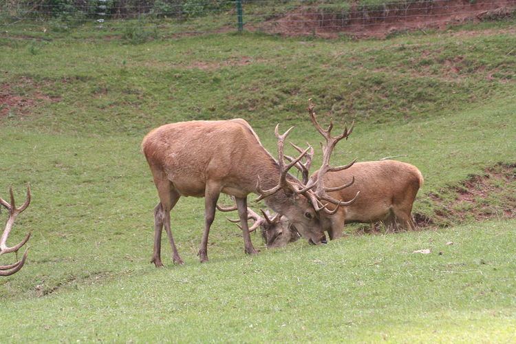 Südliche Weinstraße Wildlife Park