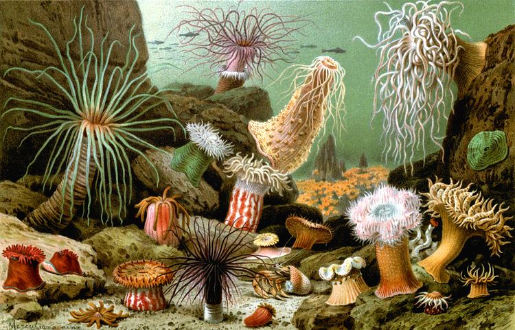 Sea anemone Sea anemone Wikipedia