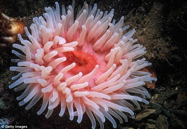 Sea anemone Sea anemone proteins may help 39restore39 damaged hearing Daily Mail