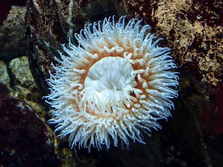 Sea anemone yourshotnationalgeographiccomussfQYSUbVftsT7