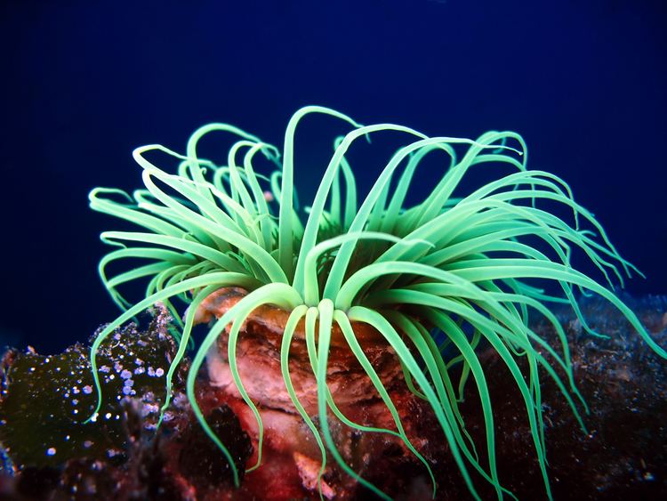 Sea anemone Are Sea Anemones Plants or Animals Wonderopolis