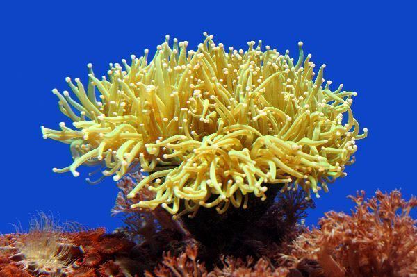 Sea anemone Sea Anemone Animal Facts and Information