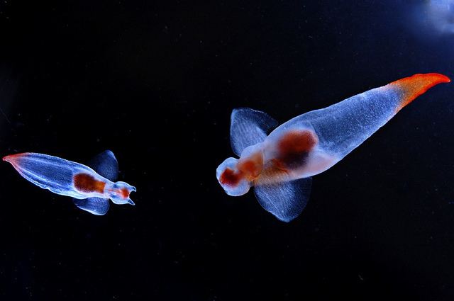 Both of the sea angels with wings wide open have translucent blue-orange-red bodies.