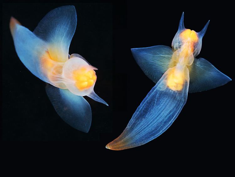 Sea angels with the scientific name Gymnosata, on left, is a sea angel, with horns, swimming downwards, wings wide open, translucent and shell-less, has wings, and has blue orange-red color. On right is also a sea angel, with horns, swimming upwards, wings wide open, translucent and shell-less, and wings with a blue-orange-red color body.