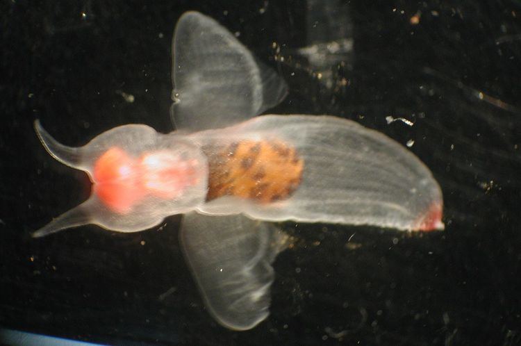 Sea angels are shell-less wing snails, with horns the foot is two-parted and quite large, it functions as “wings” or flippers”, colorless and it is jelly-like and has an orange-red body on the inside and on the head.