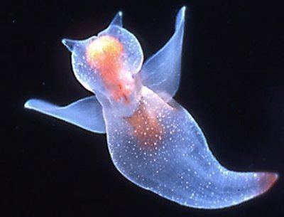 Sea angel, wings wide open, with horns, has a translucent blue-orange-red body.