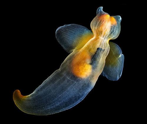 Sea angels, with horns and wings wide open grasping tentacles, and chitinous hooks are retracted and have a translucent blue-orange body.