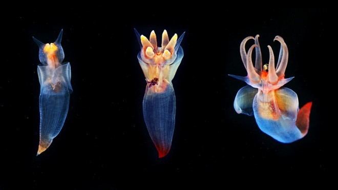 On left is a sea angel, it is translucent, with a horn and it has a blue body with a red-orange-colored head. In the middle is also a sea angel with tentacles, it is translucent, and has a blue and orange-red body. On right is also a sea angel with tentacles, and has a blue and orange-red body.