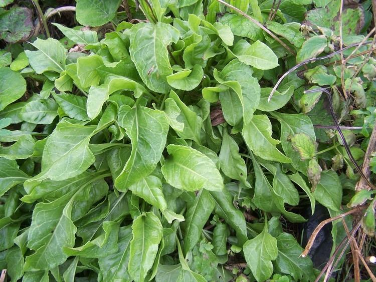 Sea beet Sea Beet The Wild Grandfather of the Veg Plot First Time Foragers