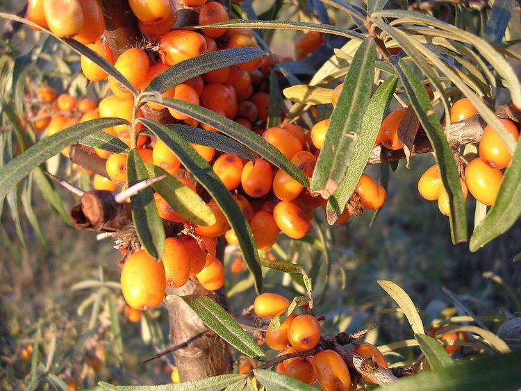 Sea buckthorn oil