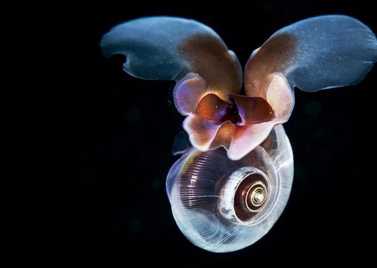Sea butterfly Sea butterflies fly through water like insects do in air VIDEO