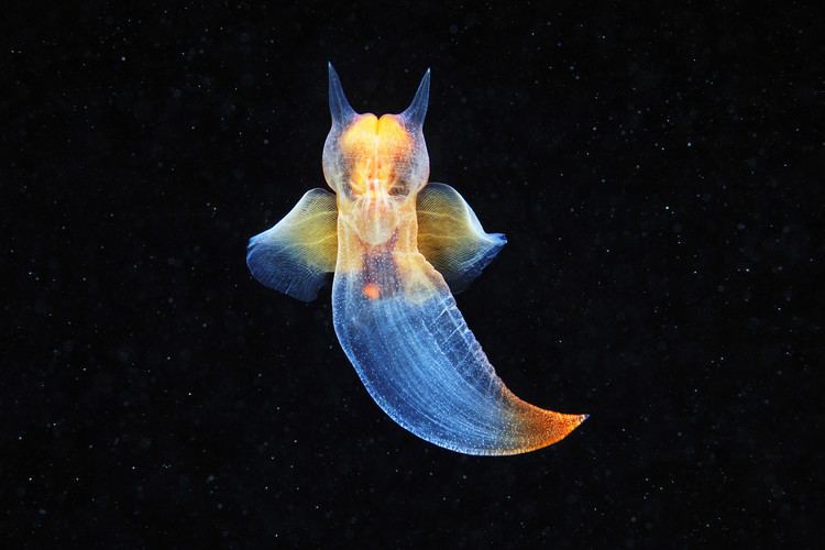 Sea butterfly The Naked Sea Butterfly pics