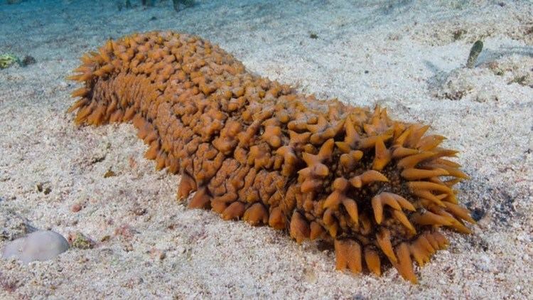 Facts: The Sea Cucumber - YouTube