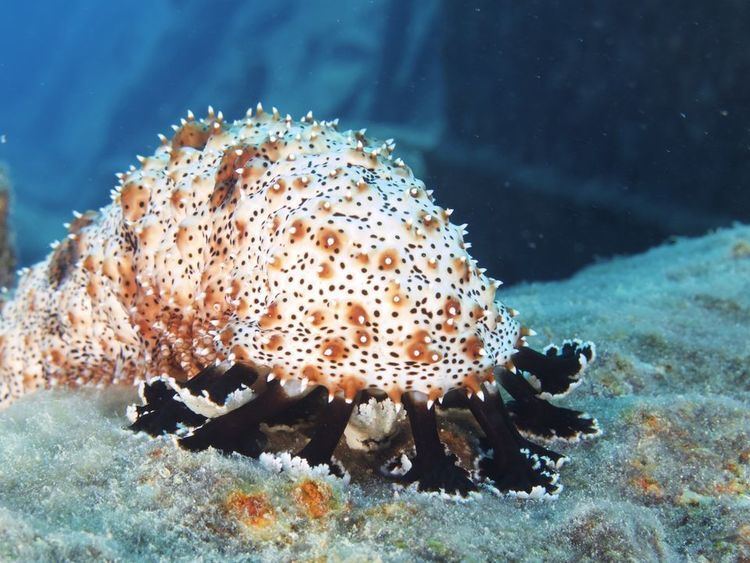 Sea cucumber Sea Cucumbers Sea Cucumber Pictures Sea Cucumber Facts National