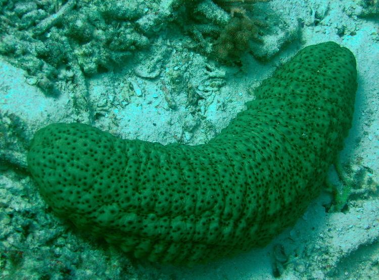 Sea cucumber Sea Cucumbers of the Great Barrier Reef Reef Biosearch