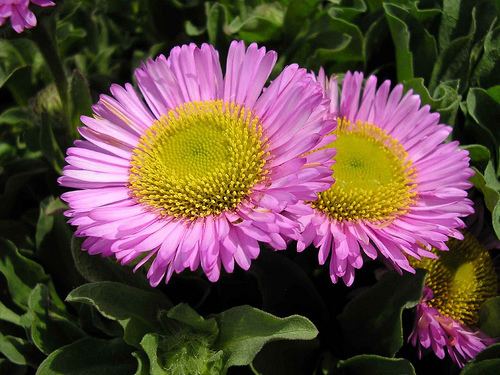 Sea daisy Sea Daisy The Brighter Side of Daisies I shot these gorge Flickr